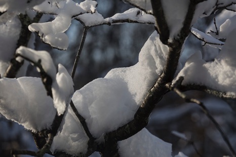 For The Love of Snow For The Love of Snow